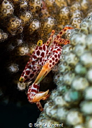 little crab in coral, Seraya, Indonesia by Benita Vincent 
